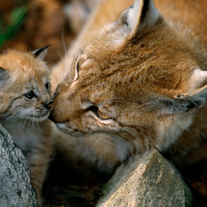 Eurasian Lynx female and kitten, Lynx lynx, captive, Langedrag, Norway